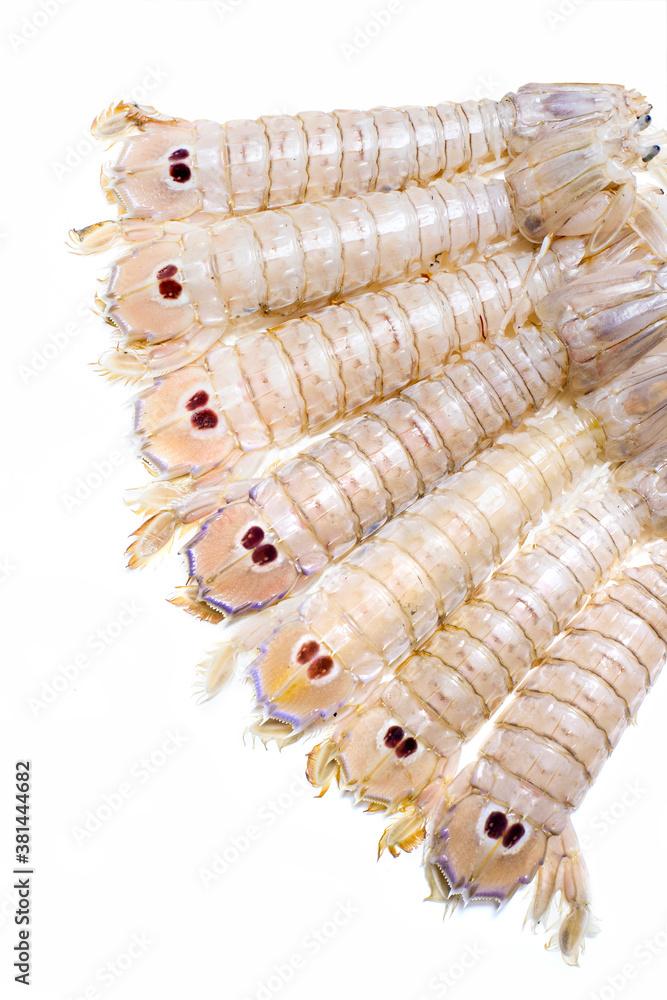 mantis shrimp fan composition on a white background mantis shrimp fan composition on a white background