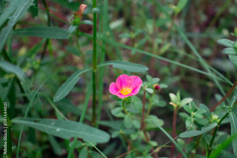 Rosa rubiginosa that nice colors flower Rosa rubiginosa that nice colors flower