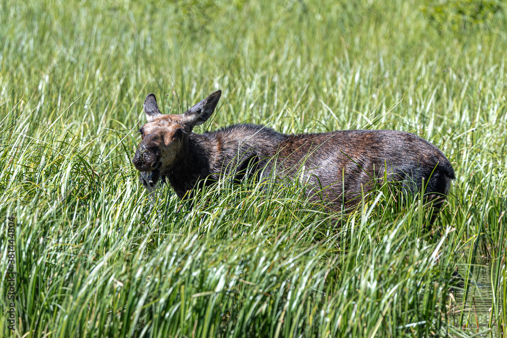 Grazing Moose (Alces alces) in Moose Pond, Grand Teton National Park Grazing Moose (Alces alces) in Moose Pond, Grand Teton National Park