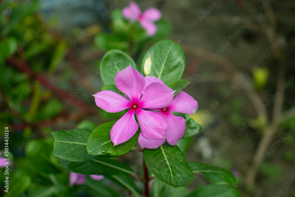 A common name vinca and a pink periwinkle flower multicolor