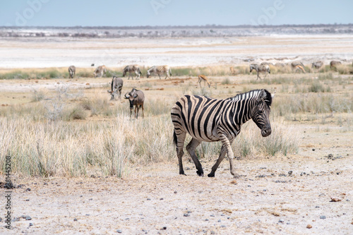 African zebra in Etosha