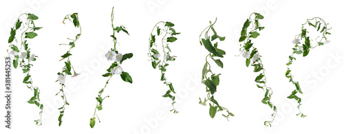 Few stems of bindweed with white flowers and green leaves at various angles on white background photo