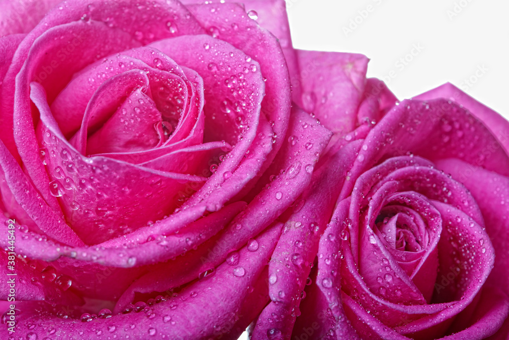 two pink roses