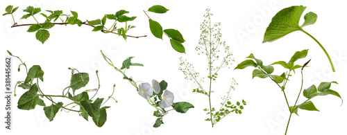 Various meadow plants with flowers and leaves and various tree branches with leaves on white background