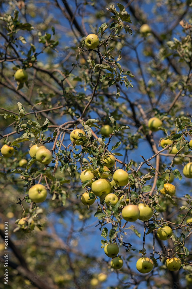 Green apples hanging on a tree, against the blue sky. selective focus. the vertical frame. The concept of harvesting. Green apples hanging on a tree, against the blue sky. selective focus. the vertical frame. The concept of harvesting.