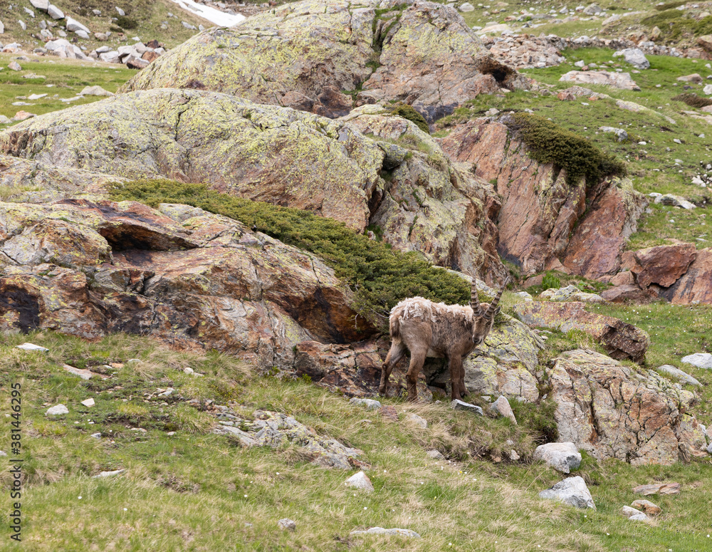 a curious ibex grazes the grass around Lake Valscura a curious ibex grazes the grass around Lake Valscura