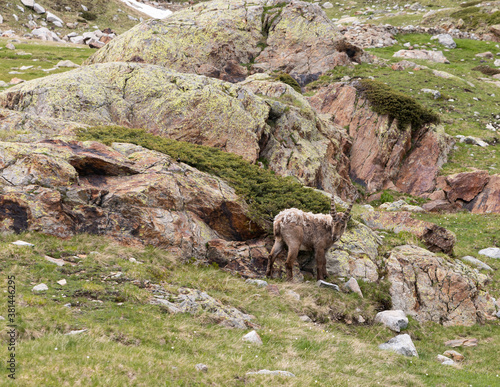 a curious ibex grazes the grass around Lake Valscura