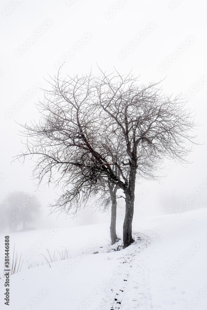 lonely trees lonely trees