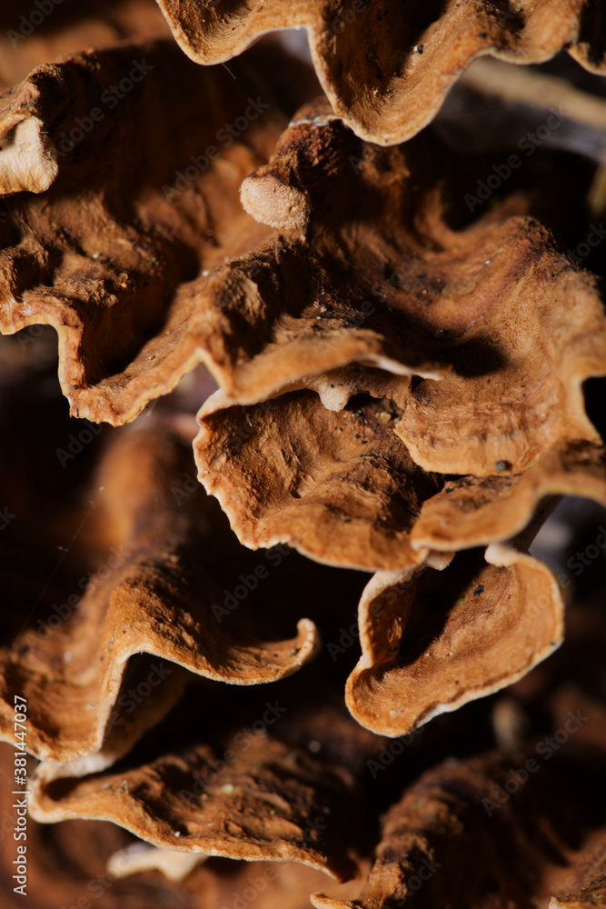 fungus close up in macro