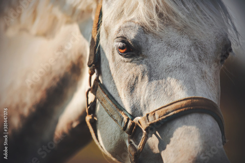 A close up portrait of a beautiful white domestic horse with a halter on its muzzle, whose eye is illuminated by a ray of bright sunlight. Livestock in the field.