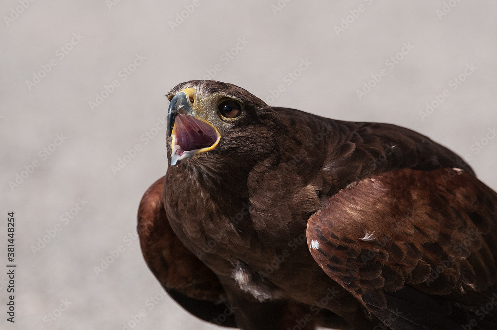 aquila