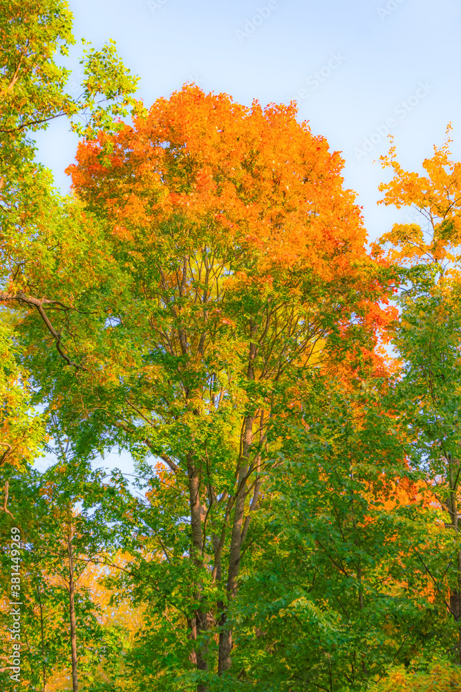 Tall maple tree with autumn color of the leaves of the crown of a tree, different colors. Tall maple tree with autumn color of the leaves of the crown of a tree, different colors.