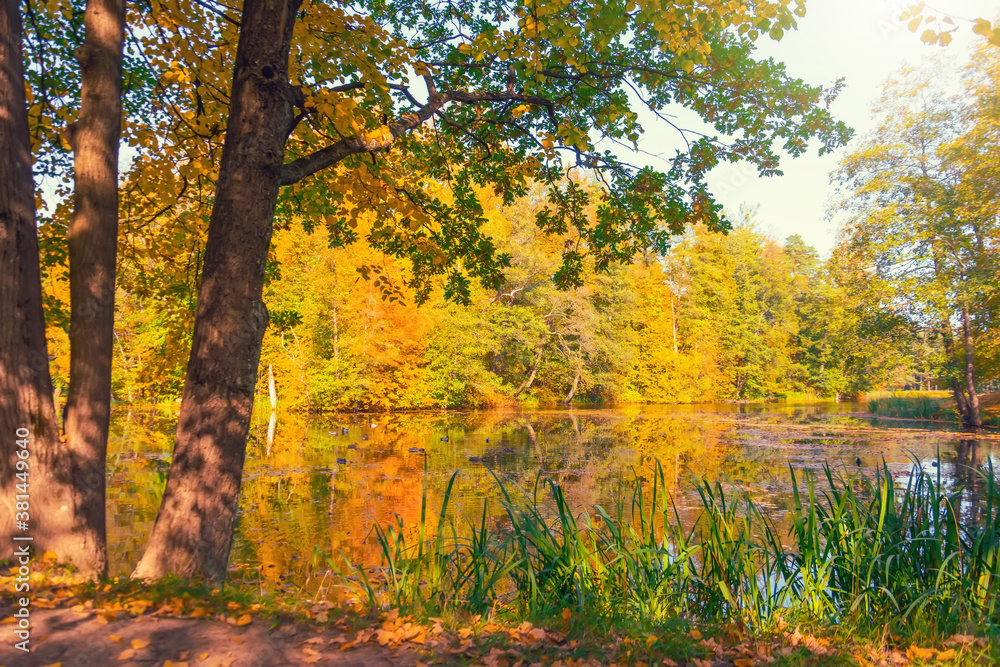 Autumn landscape oak trees on the shore of the pond in autumn with waterfowl ducks and aquatic vegetation. Autumn landscape oak trees on the shore of the pond in autumn with waterfowl ducks and aquatic vegetation.