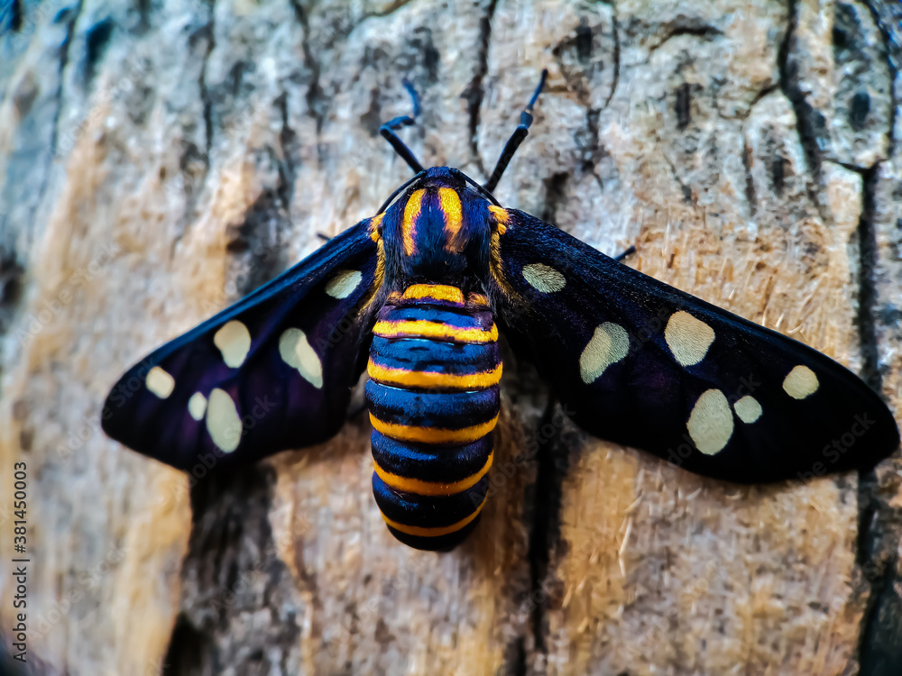 Hubner wasp moth