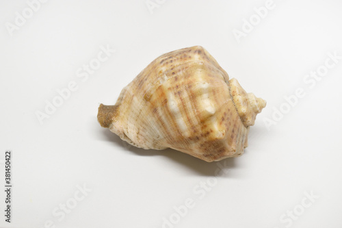 Sea shell isolated on white. Close up.