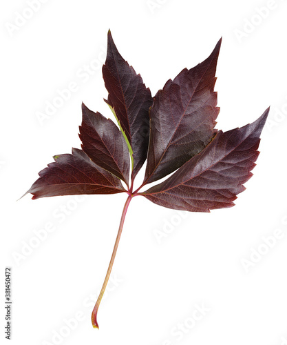 Red autumn leaf of wild gra...