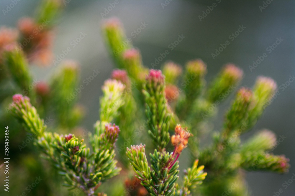 Fototapeta premium Flor