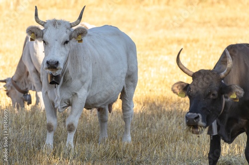 Fototapeta Naklejka Na Ścianę i Meble -  Grazing cows in the countryside