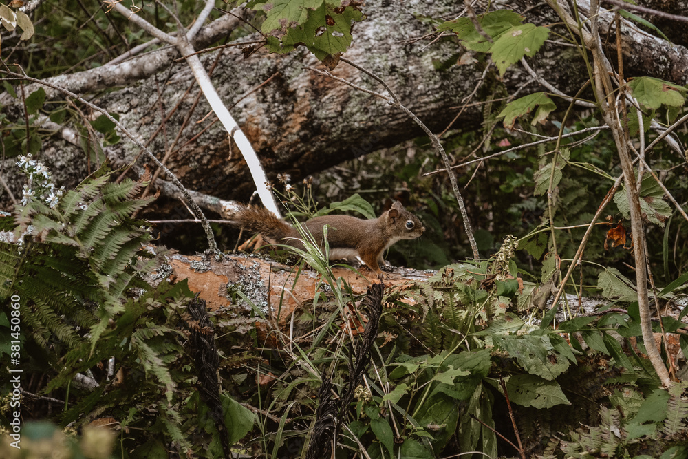 Fototapeta premium squirrel on a tree