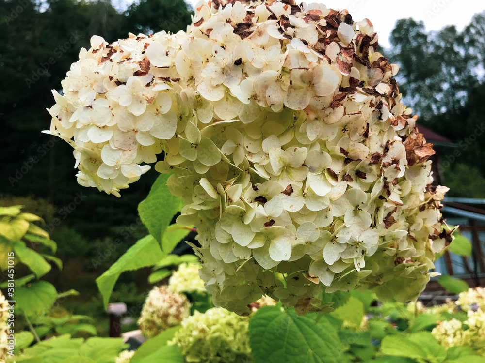 hydrangea white with many small flowers. the flowers turned yellow. autumn beauty, the bush grows near the house. floral bouquet of hydrangea. white cute autumn flowers hydrangea white with many small flowers. the flowers turned yellow. autumn beauty, the bush grows near the house. floral bouquet of hydrangea. white cute autumn flowers