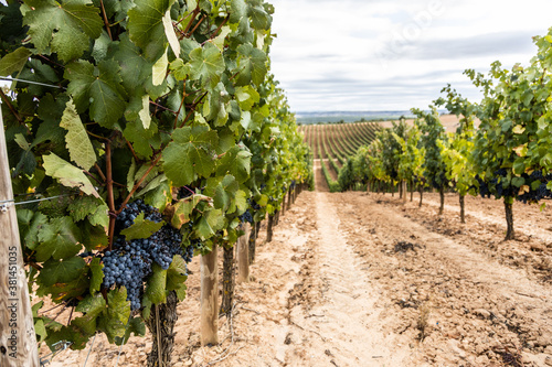 vineyard at harvest time