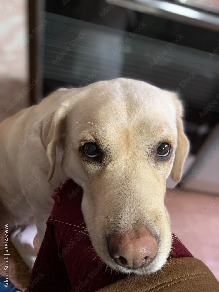 labrador retriever puppy