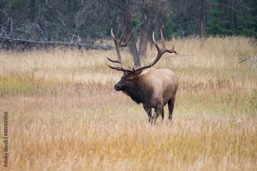 A very large bull elk standing in a meadow during rutting season