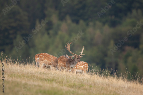Fallow deer during rutting time. Fallow deer in the autumn. European wildlife nature. Strong deer in the wilderness