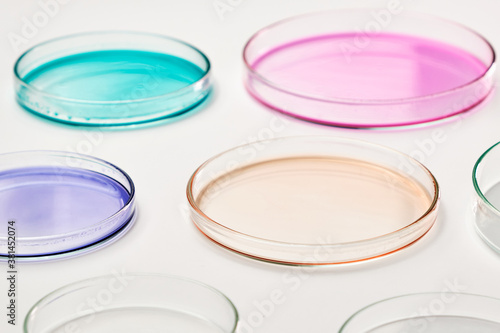 Petri dish with colorful liquid or media for bacterial colonies in biomedical analysis. Grafting bacteria in the petri dishes