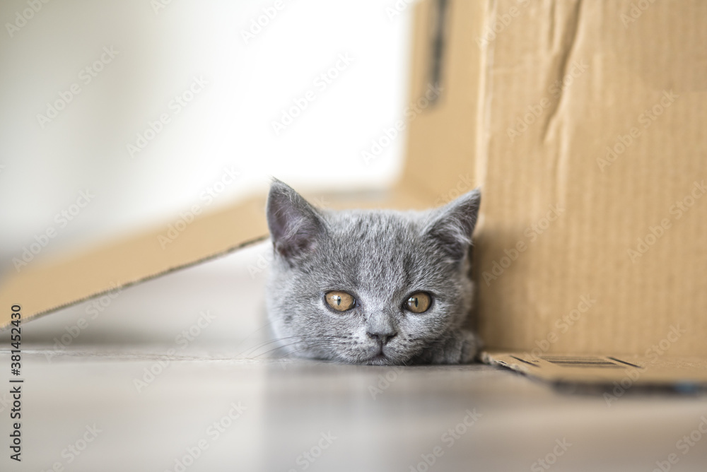 Cardboard box with a kitten cat inside. View of a young British Short Hair cat inside a box, gray cat lying on the box, cat with silver hair looking sideways. Cardboard box with a kitten cat inside. View of a young British Short Hair cat inside a box, gray cat lying on the box, cat with silver hair looking sideways.
