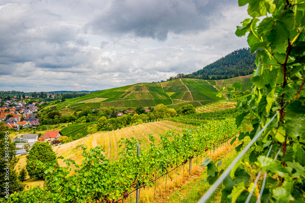 Vignobles autour du château de Ortenberg en Allemagne