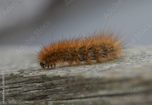 krasa bear - caterpillar photo