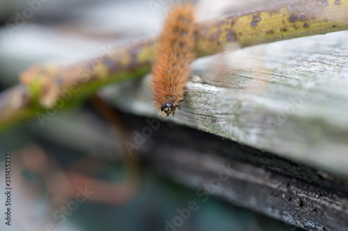 krasa bear - caterpillar photo