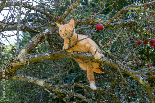 CAT IN THE APPLE TREE . KATZE IM APFELBAUM © LitterART