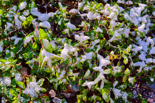 Honeysuckle leaves under the first snowfall in the fall season at sunrise
