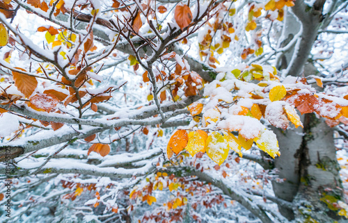 HAYA - BEECH (Fagus sylvatica), Snowy forest in autumn, Sierra Cebollera Natural Park, La Rioja, Spain, Europe photo