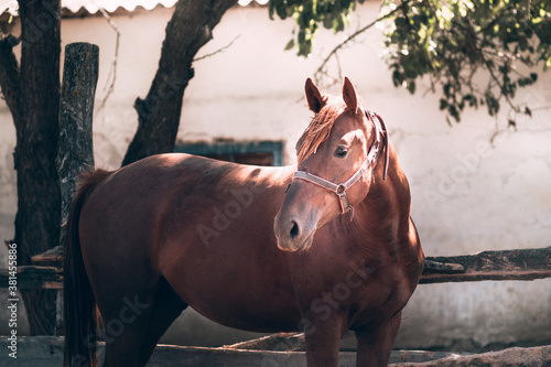 Red thoroughbred horse with a light mane. A beautiful thoroughbred brown horse stands behind a wooden fence in a paddock. Horse farm.