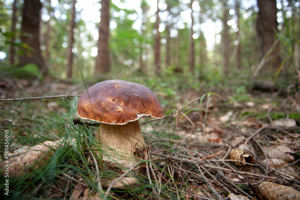 Mushroom growth in the forest. Huge bolete on the ground. Collect mushrooms in the forest. Mushroom growth in the forest. Huge bolete on the ground. Collect mushrooms in the forest.