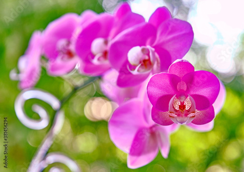 Sunny pink Orchid flower  Phalaenopsis  on the bokeh background