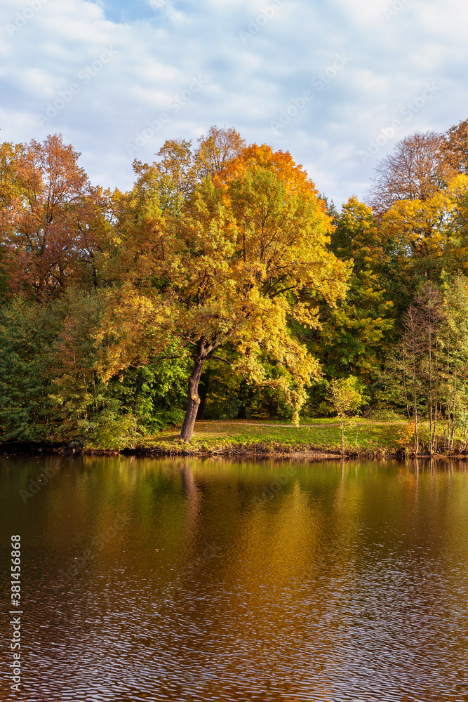 Fototapeta premium Bright autumn oak with yellowed foliage on the shore of a forest lake