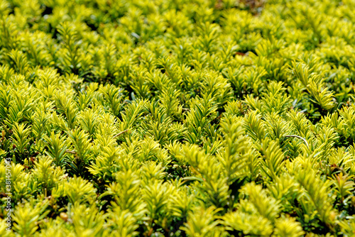 Green plant background - Christmas tree branches