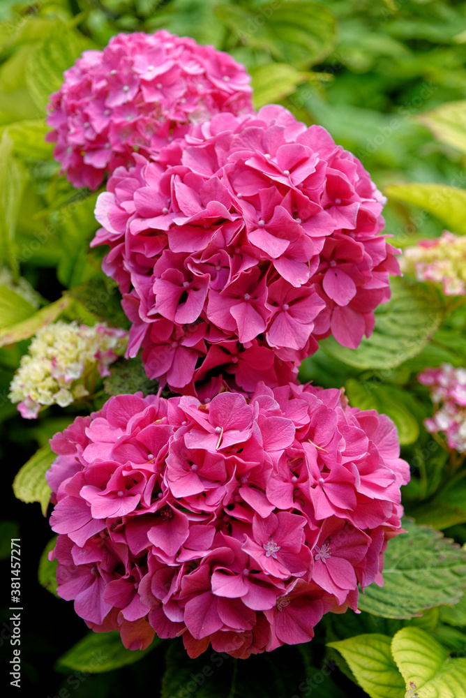 Bush of pink Bigleaf hydrangea - Hortensia
