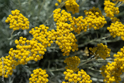 Helichrysum - Helichrysum. Its name derives from the Greek words helios and chrysos photo