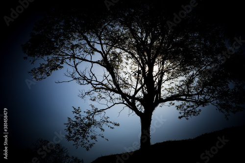 Night and tree © AndreRubini