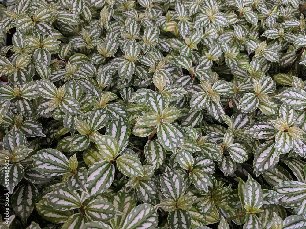 Fototapeta premium Close up of Aluminum plants (Pilea cadierei)