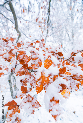 HAYA - BEECH (Fagus sylvatica), Snowy forest in autumn, Sierra Cebollera Natural Park, La Rioja, Spain, Europe photo