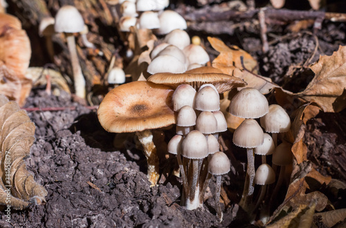 two types of mushrooms that grew together in a clearing in the forest