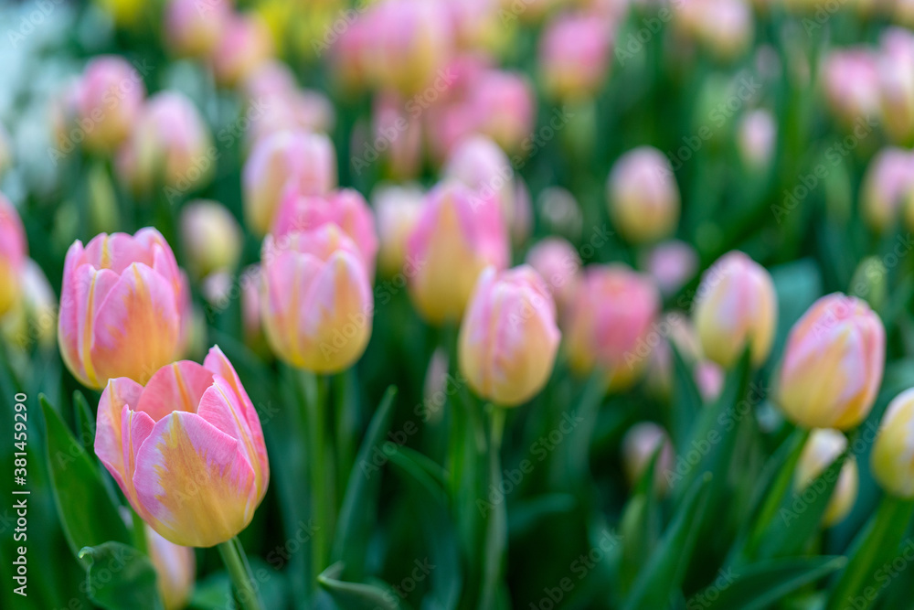 Beautiful pink tulips. Natural flower background. Decorative flowers. Selective focus.