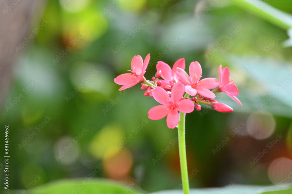 Obraz premium Pink flower in the garden