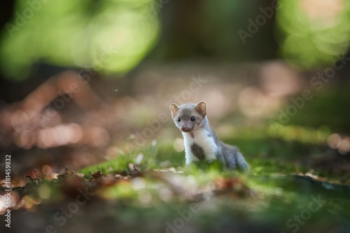 Close up, Stone Marten, Martes foina, juvenile tiny predator of spruce forest, climbing at old tree. Animal in captivity. Close up photo, blurred nature background. European forest, Czech republic.